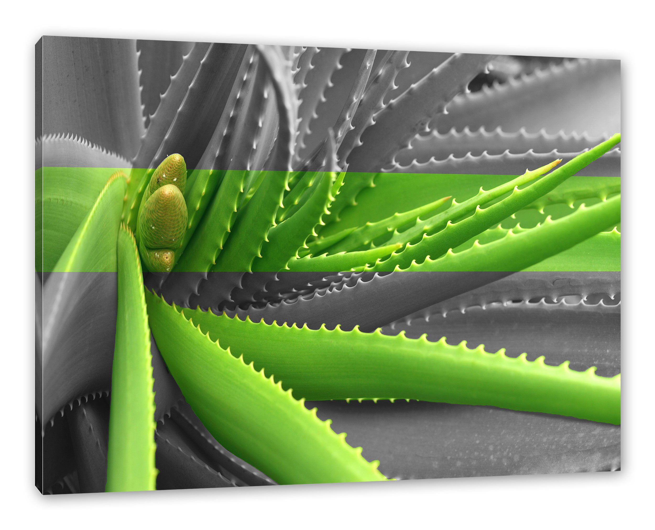 Pixxprint Leinwandbild grüne Aloe Vera Pflanze, grüne Aloe Vera Pflanze (1 St), Leinwandbild fertig bespannt, inkl. Zackenaufhänger | Leinwandbilder