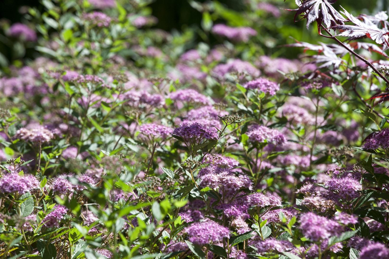 Pflanzen für Dich Gehölze Spiraea japonica Little Princess, 1 St., Japanische Spiere, Zwergspiere