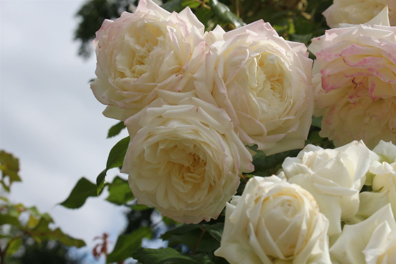 Pflanzen für Dich Rose Rosa Alaska