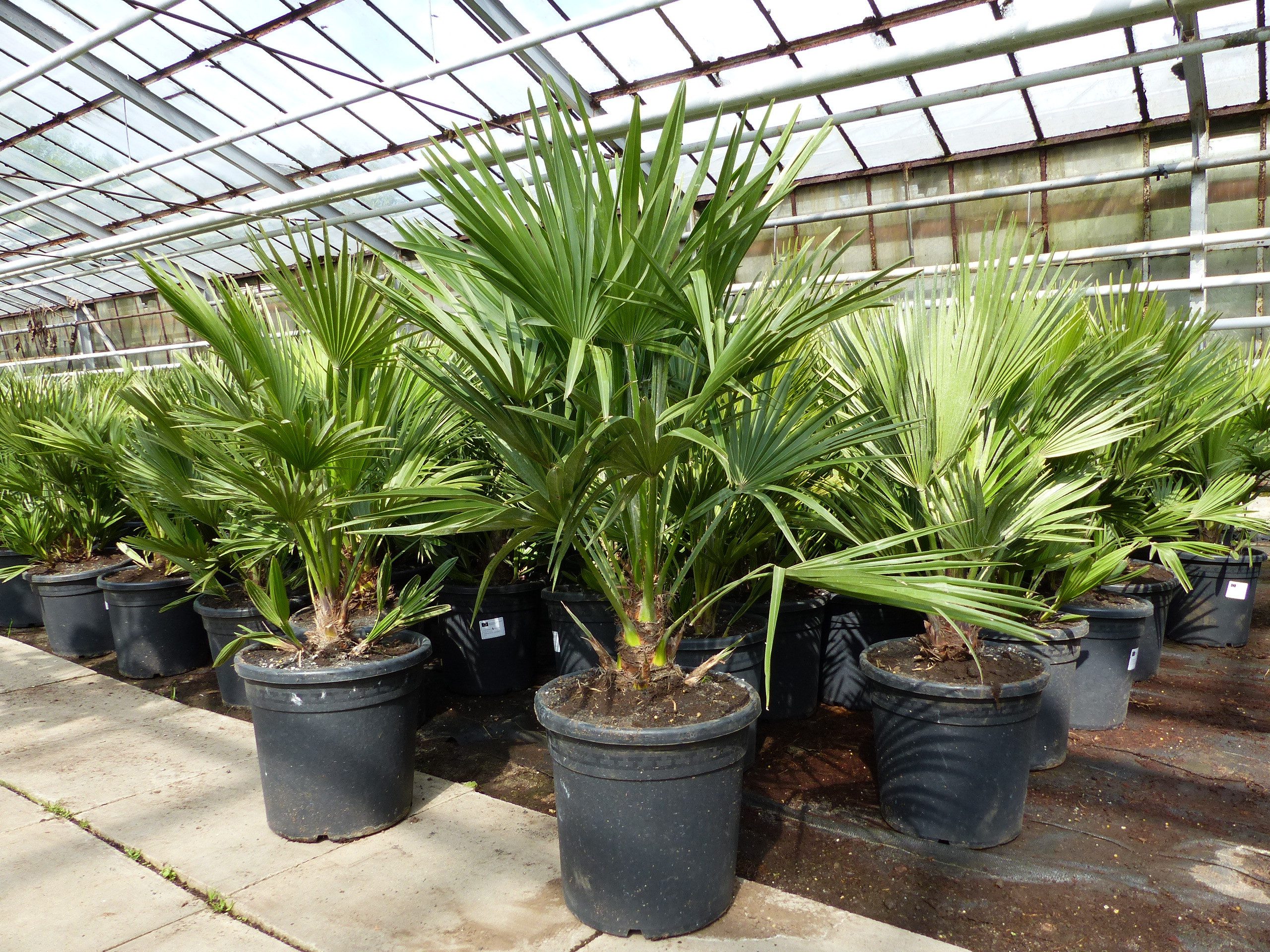 gruenwaren jakubik Baum Palme "Vulcano" 70 cm Zwergpalme Chamaerops Humilis, winterhart