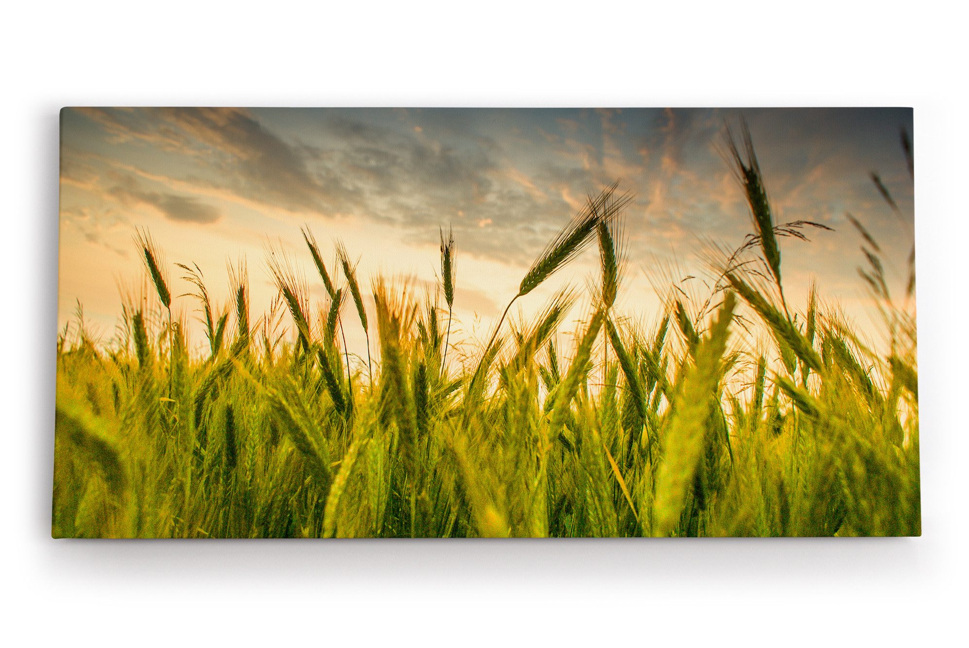 Leinwandbild Weizenfeld Weizen Feld Himmel Natur Fotokunst