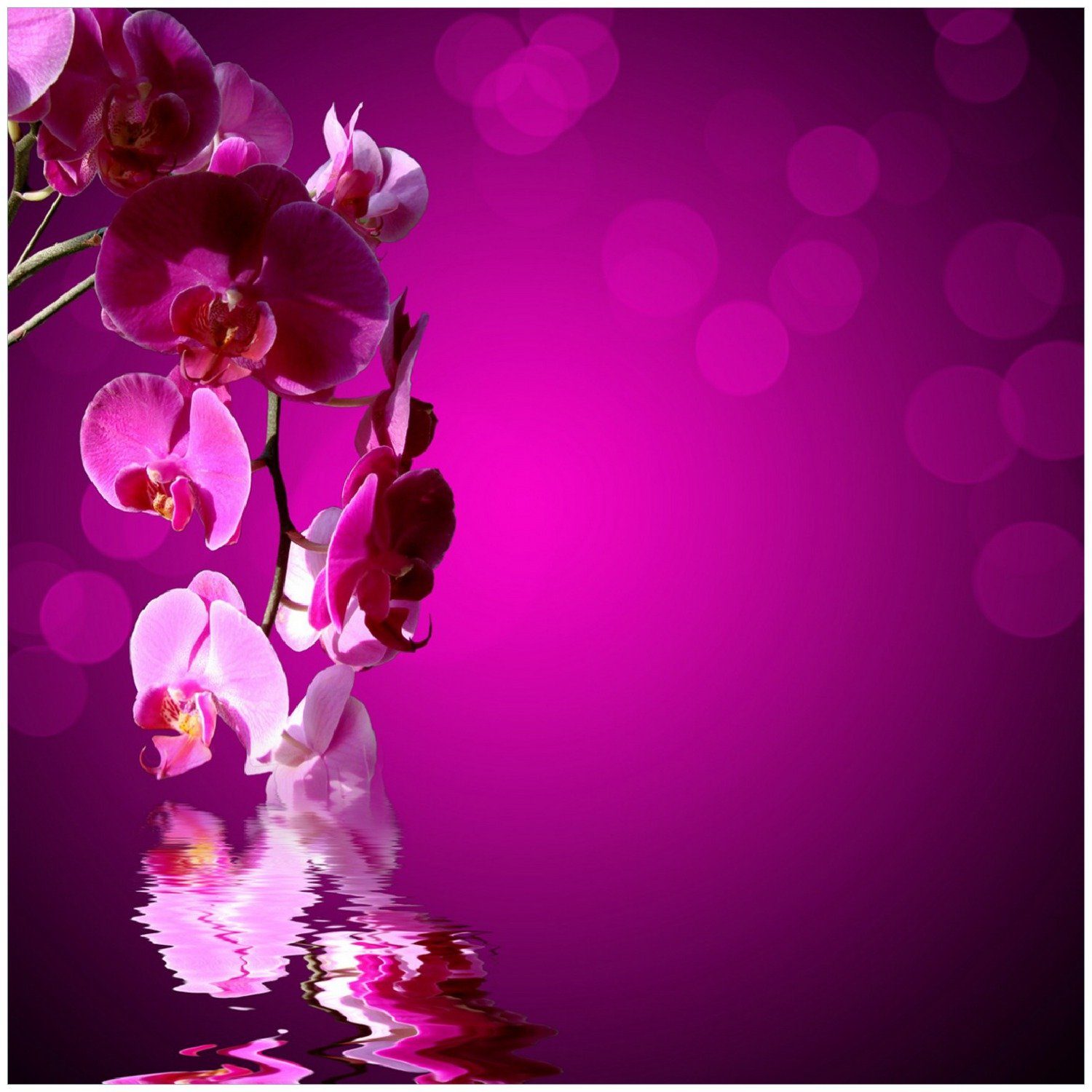 Wallario Memoboard Rosafarbene Orchidee Blüten in pink