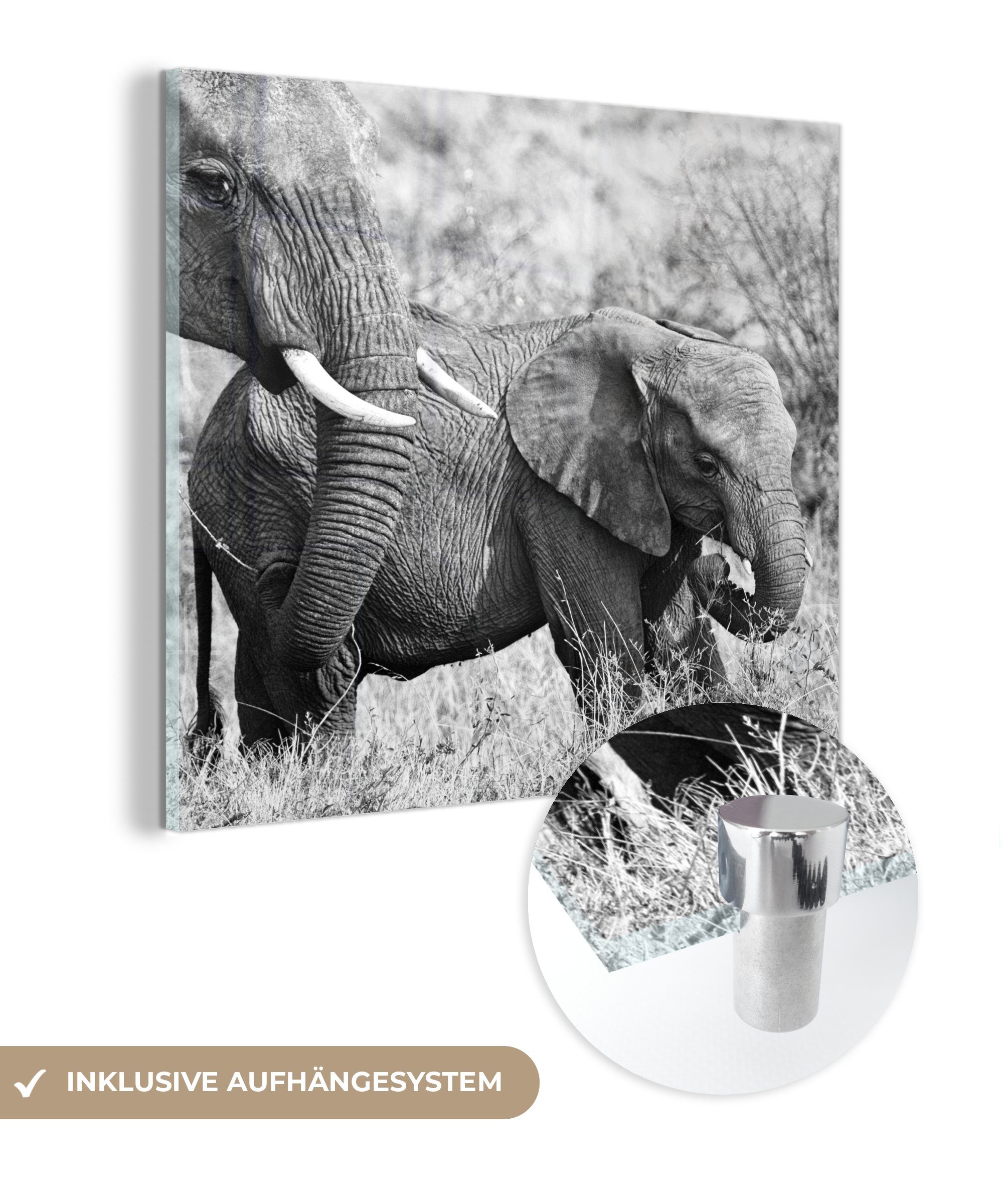 Glasbilder Foto - Elefant - MuchoWow weiß, St), und Glas Wanddekoration Tiere auf Acrylglasbild auf Schwarz Glas - - Bilder Gras - - (1 Wandbild