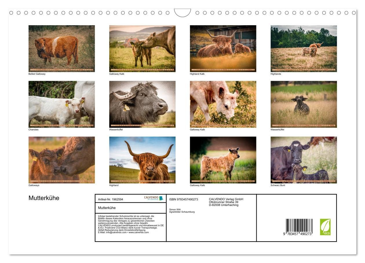 Thumbnail - CALVENDO Wandkalender Mutterkühe (Wandkalender 2026 DIN A3 quer), CALVENDO Monatskalender