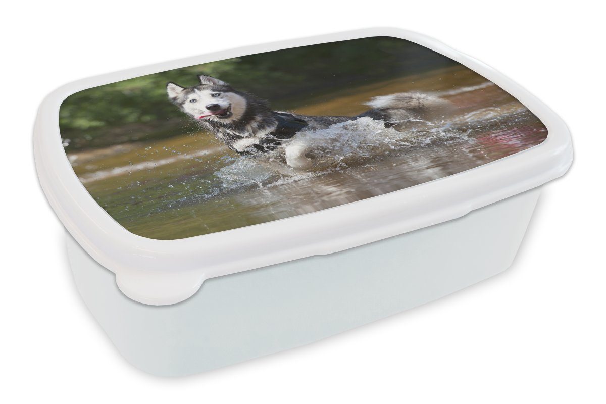 MuchoWow Lunchbox Husky im Wasser, Kunststoff, (2-tlg), Brotbox für Kinder und Erwachsene, Brotdose, für Jungs und Mädchen weiß