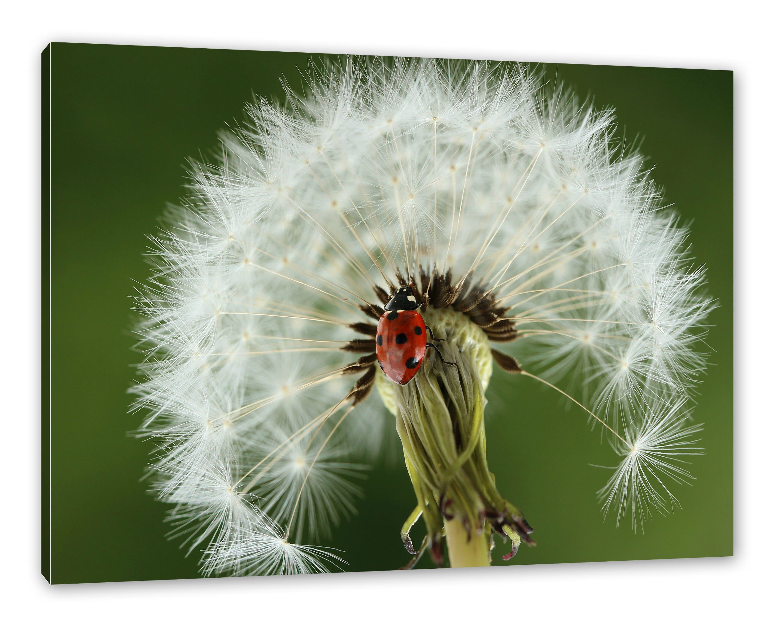 bespannt, Leinwandbild Marienkäfer Pusteblume, auf Pusteblume inkl. auf fertig Pixxprint Leinwandbild (1 Marienkäfer Zackenaufhänger St),