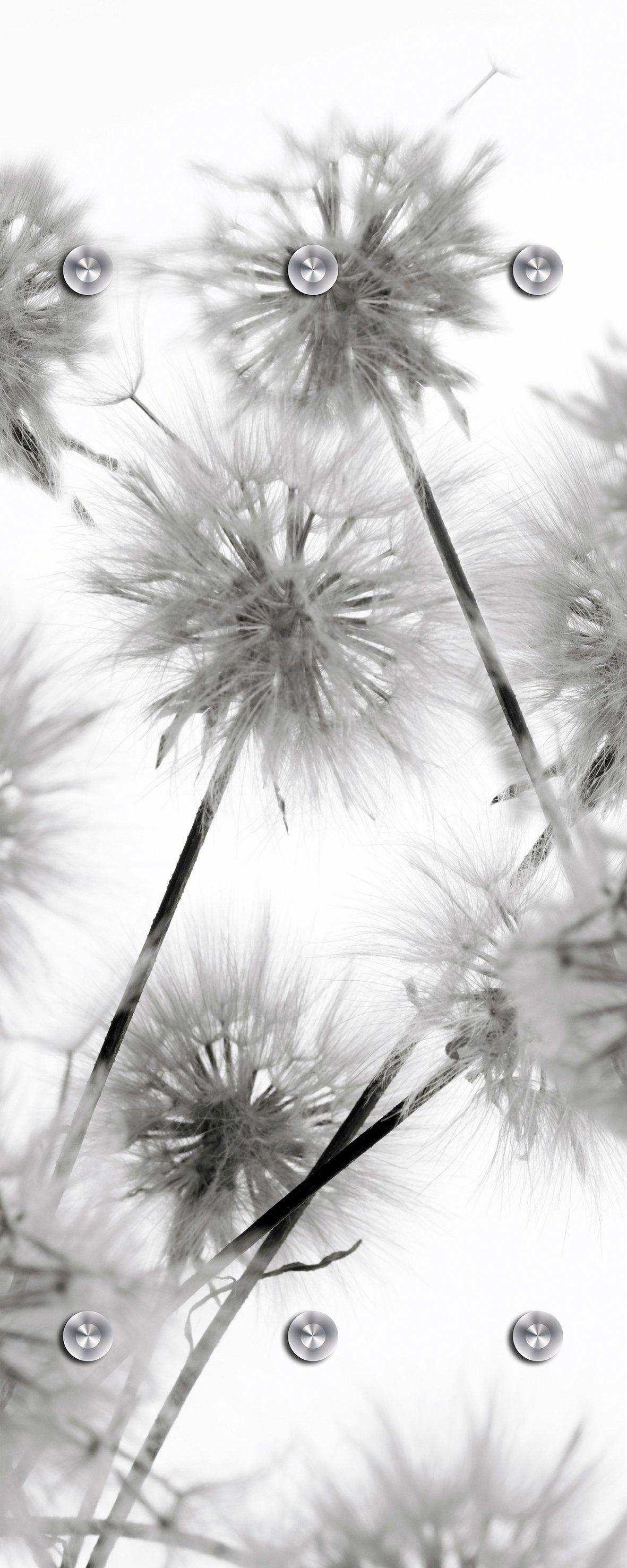 queence Garderobenleiste Blüte, mit 6 Haken, 50 x 120 cm