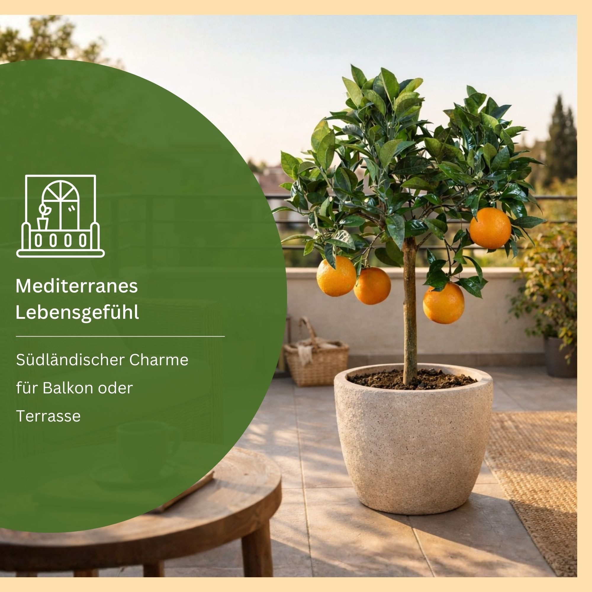 Meine Orangerie Obstpflanze Orangenbaum Citrus Sinensis, echter Orangenbaum günstig online kaufen