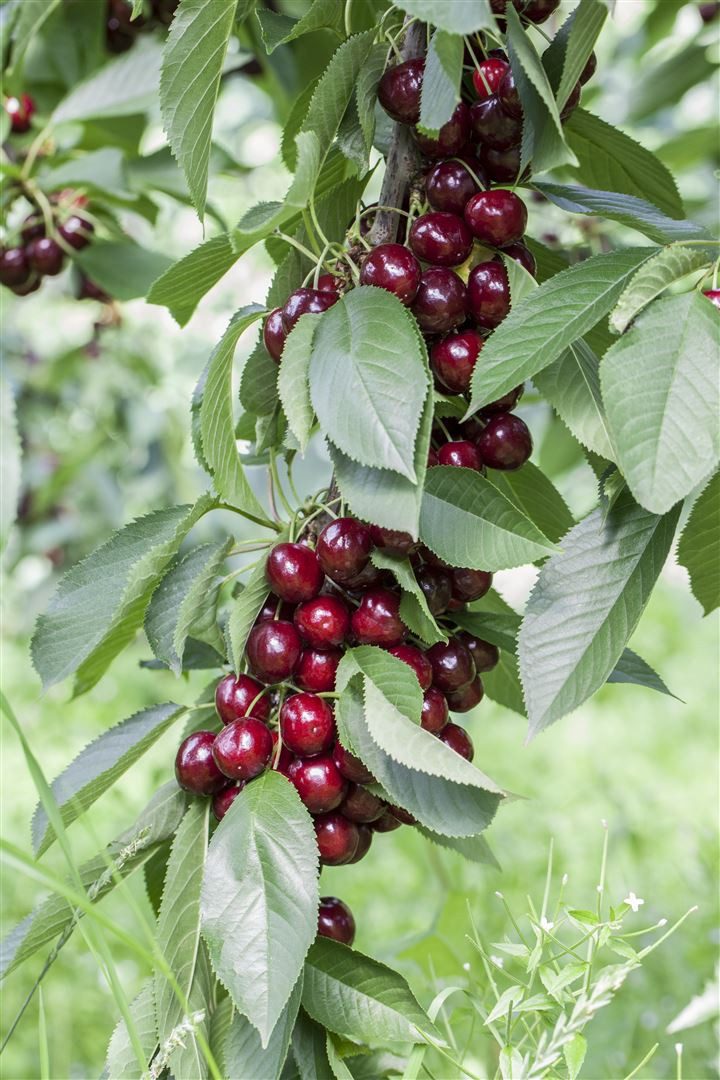 Pflanzen für Dich Obstpflanze Prunus avium Lapins, 1 St., Süßkirsche, Lapins-Kirsche, süßkirsche, selbstfruchtend