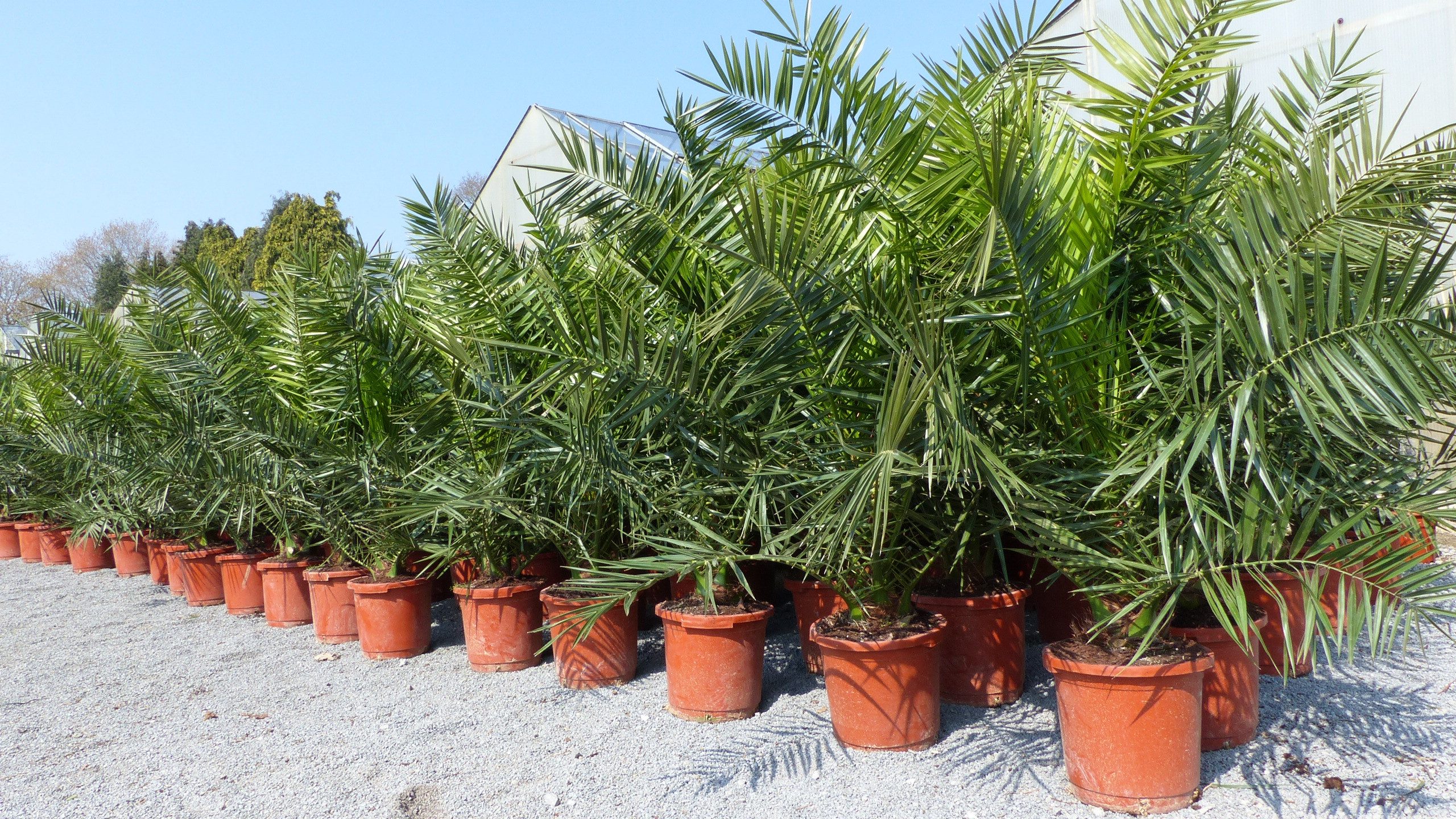 gruenwaren jakubik Baum Palme XXL 160 cm Phoenix canariensis, kanarische Dattelpalme