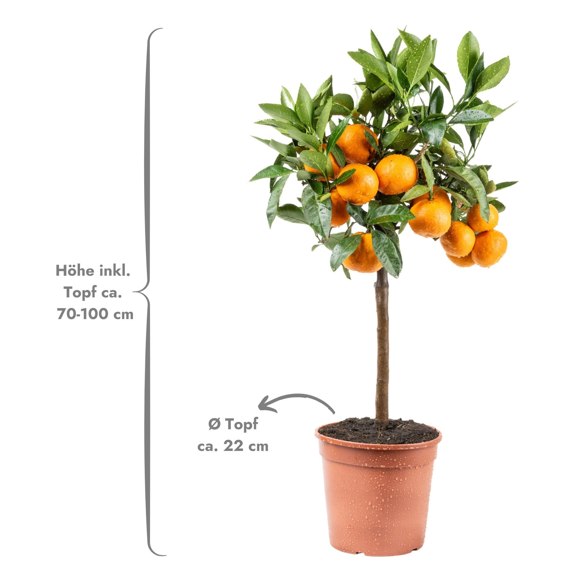 Meine Orangerie Obstpflanze Satsuma-Mandarinenbaum - Citrus unshiu, echte Satsuma Mandarine, professionell veredelter und fruchtreifer Zitrusbaum
