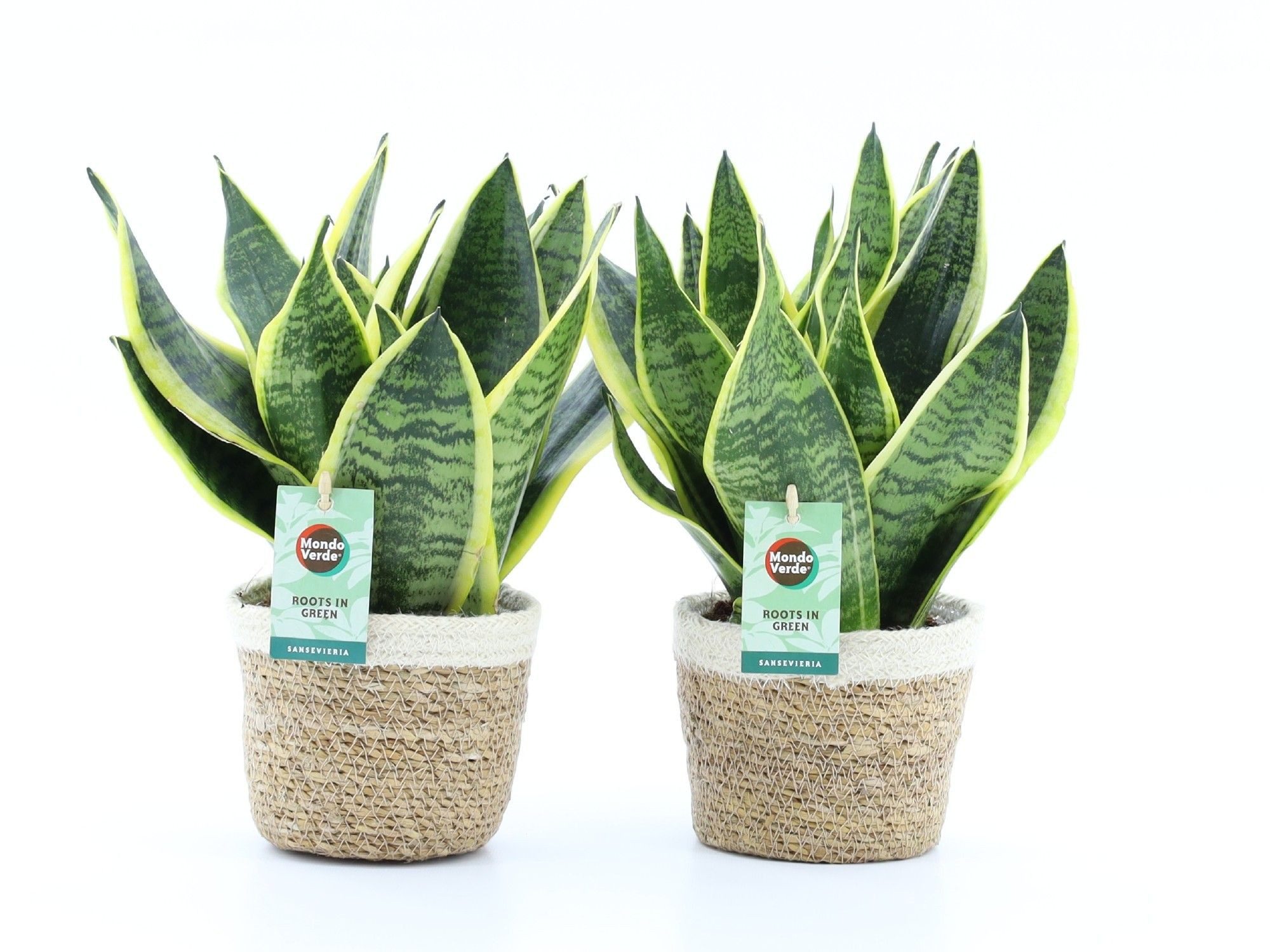 meinvipshop Zimmerpflanze Bogenhanf Sansevieria trifasciata 2er Set mit Übertopf