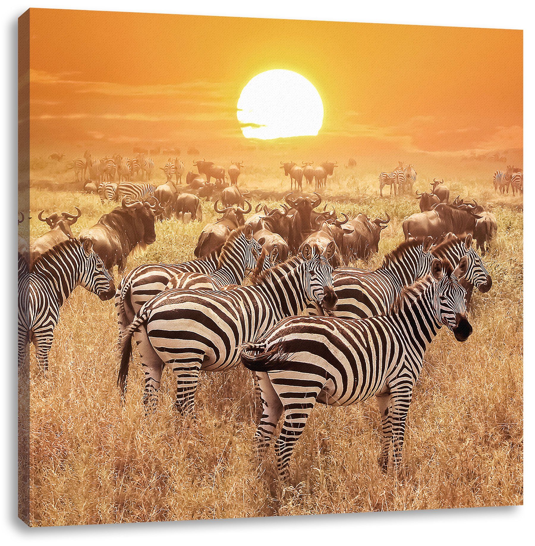 Leinwandbild Zebraherde Savanne bei Sonnenuntergang