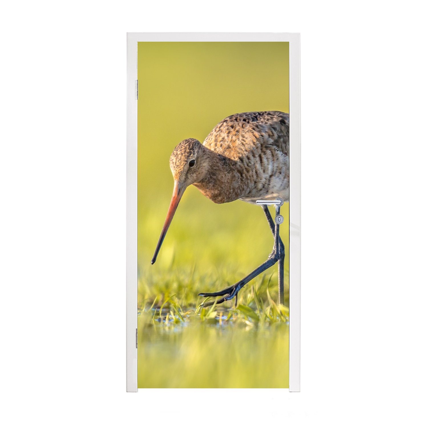 75x205 Türtapete Vögel - Fototapete cm - bedruckt, (1 St), Gras für Landschaft Uferschnepfe, Türaufkleber, - Tür, Matt, MuchoWow