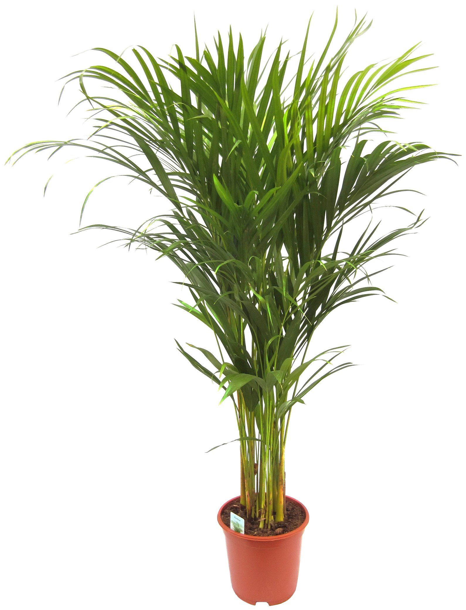 Dominik Zimmerpflanze Goldfruchtpalme 90 Cm Hohe 1 Pflanze Online Kaufen Otto