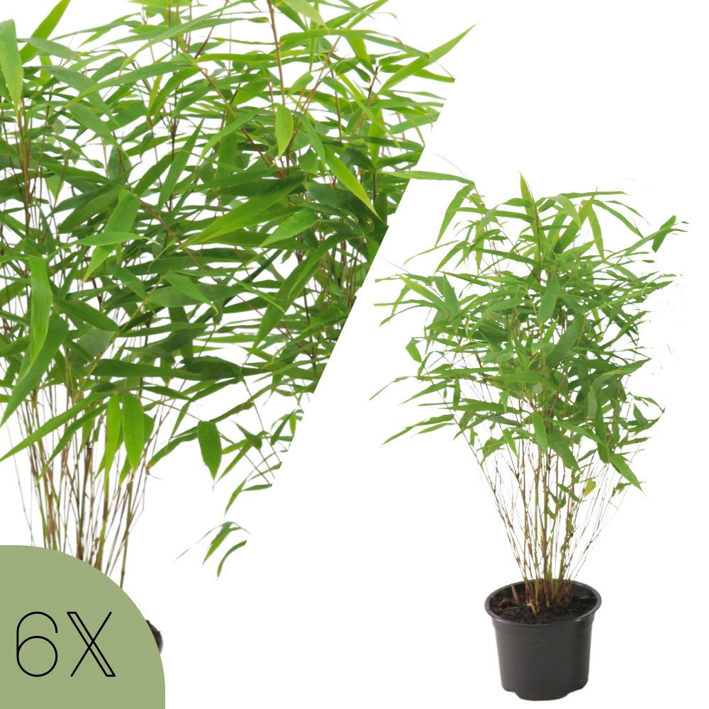 NatureNest Bambus Bambuspflanzen Rufa Set 6 Pflanzen Fargesia rufa Ø13 cm, Höhe ca.
