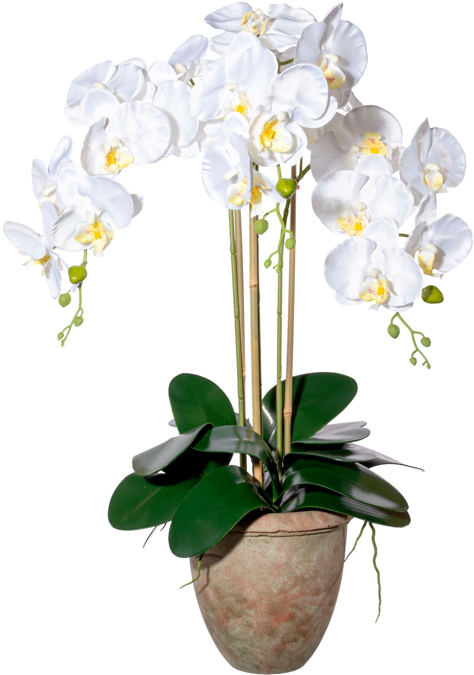 Kunstorchidee Orchidee Phalaenopsis Orchidee, Creativ green, Hhe 75 cm,  mit traumhaft schnen Blten, knstliche Orchidee