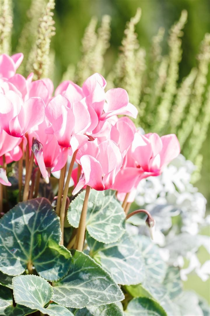 Pflanzen für Dich Staude Cyclamen heder. Rosenteppich, 1 St., Herbst-Alpenveilchen, Efeublättriges Alpenveilchen