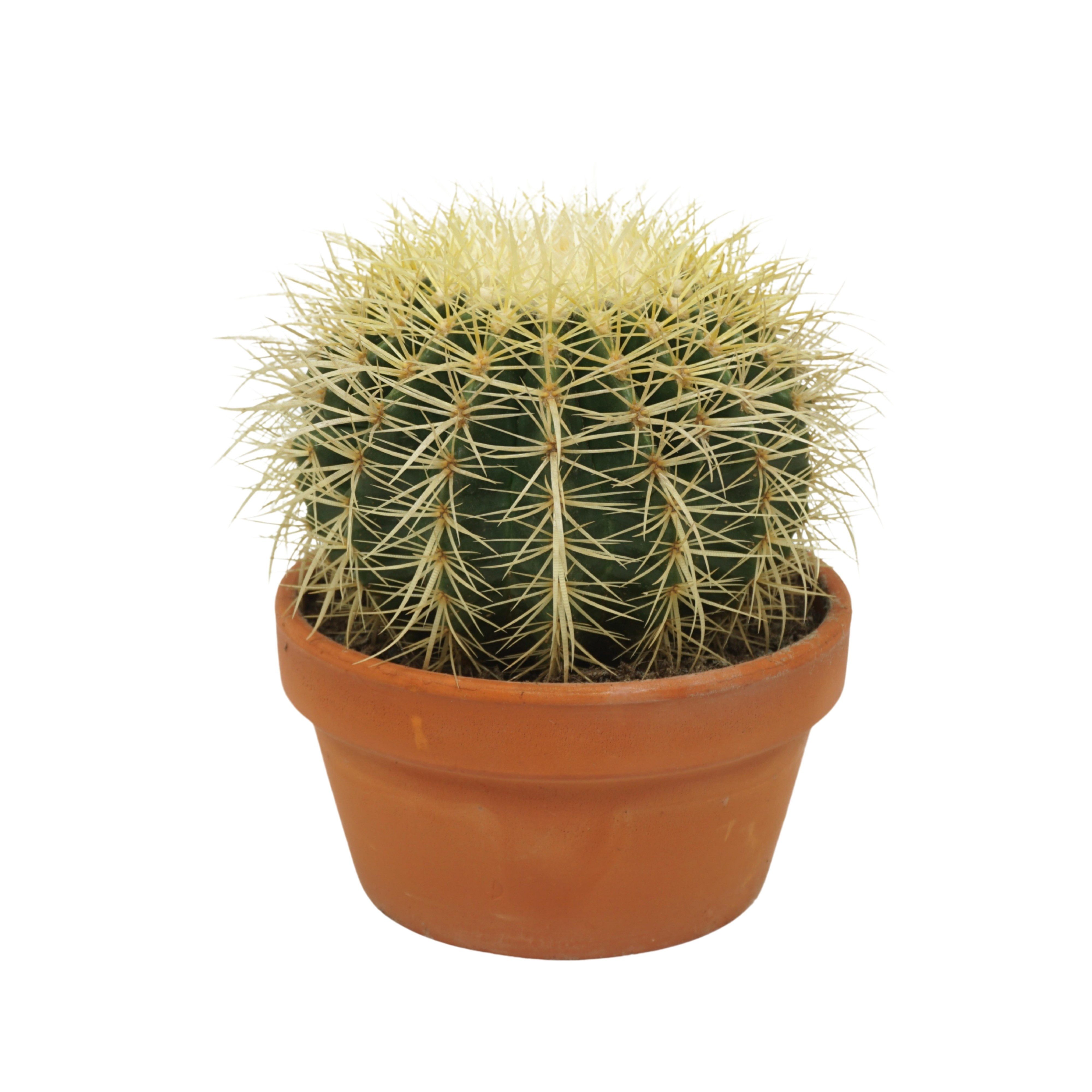 Exotenherz Zimmerpflanze Echinocactus grusonii - Schwiegermutterstuhl - Kak günstig online kaufen