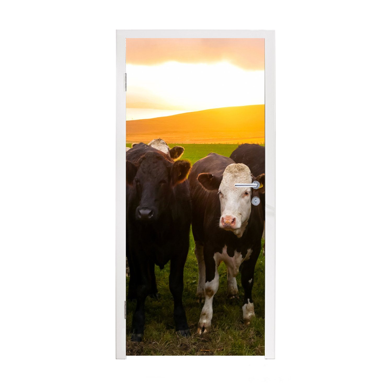 MuchoWow Türtapete St), - Fototapete Grün, cm 75x205 Türaufkleber, - - Kühe bedruckt, Hügel - für Gras Tür, Sonnenuntergang Matt, (1