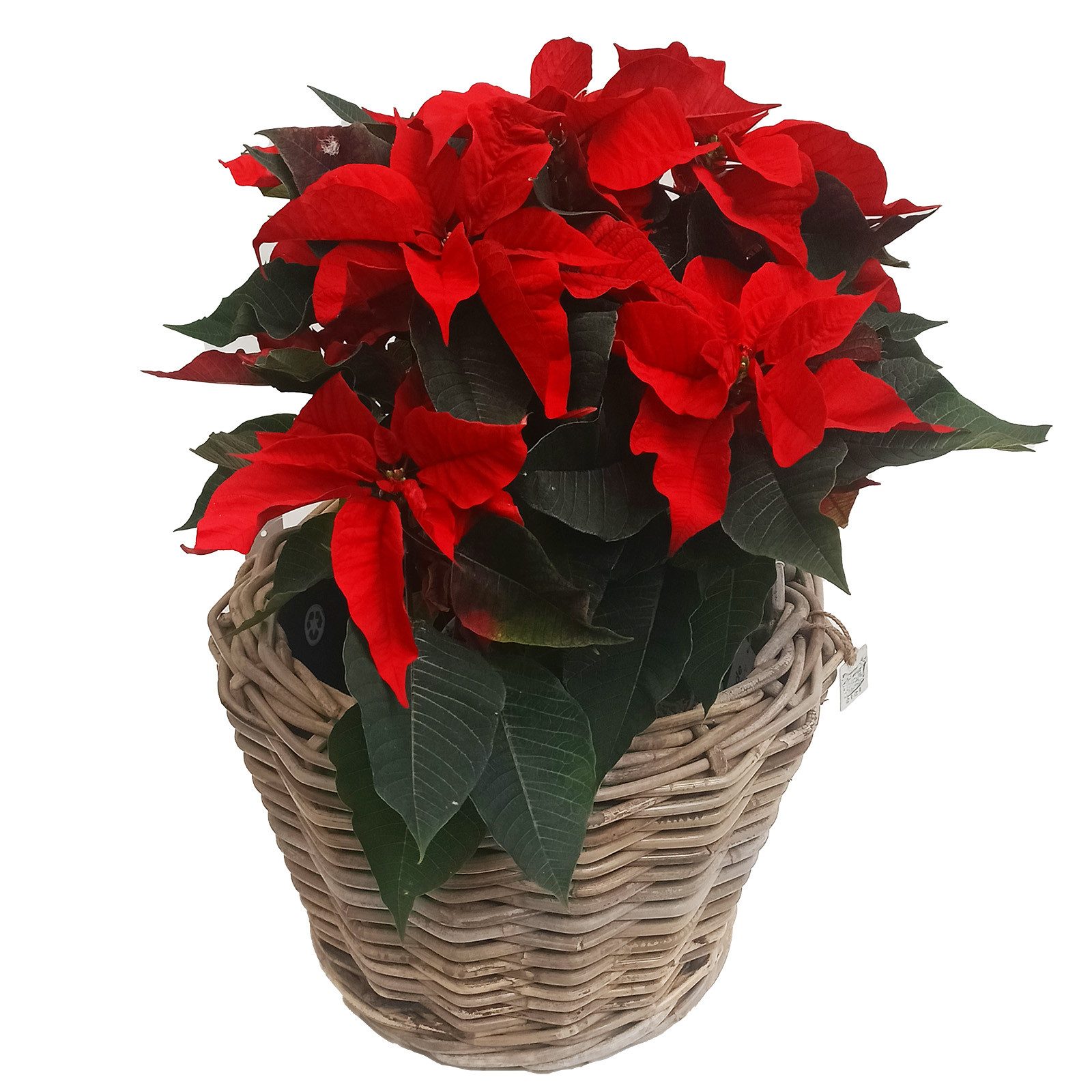 Van der Leeden Blumentopf Pflanzkorb Pflanzentreppe Rattan Korb Pflanzkübel (Set, 6 St., Packung), 6tlg, 6 Größen, Rattan, Handmade, ohne Wasserablauf