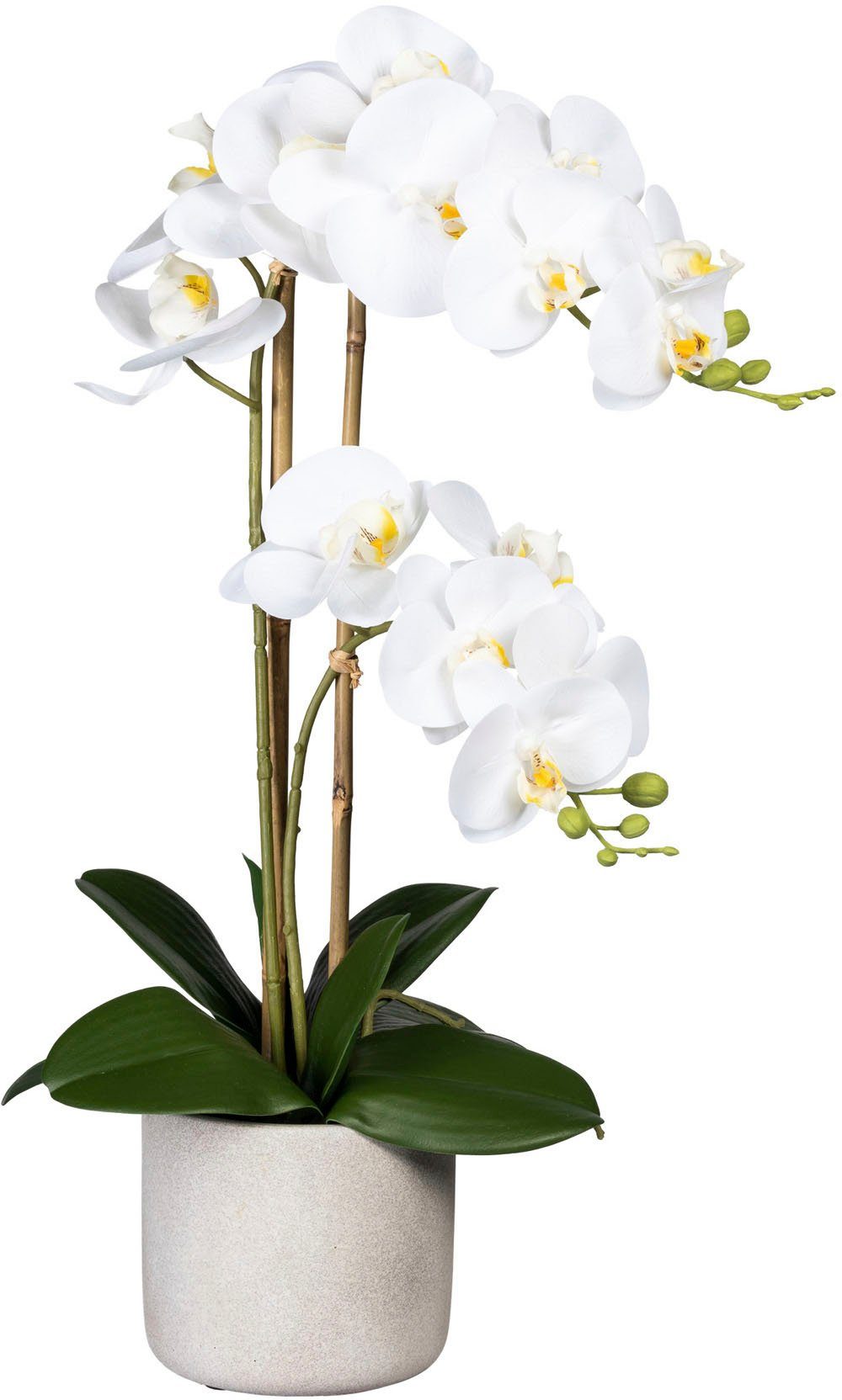 weiß im Creativ Orchidee Kunstorchidee Zementtopf Phalaenopsis Höhe cm, 60 green, Phalaenopsis,