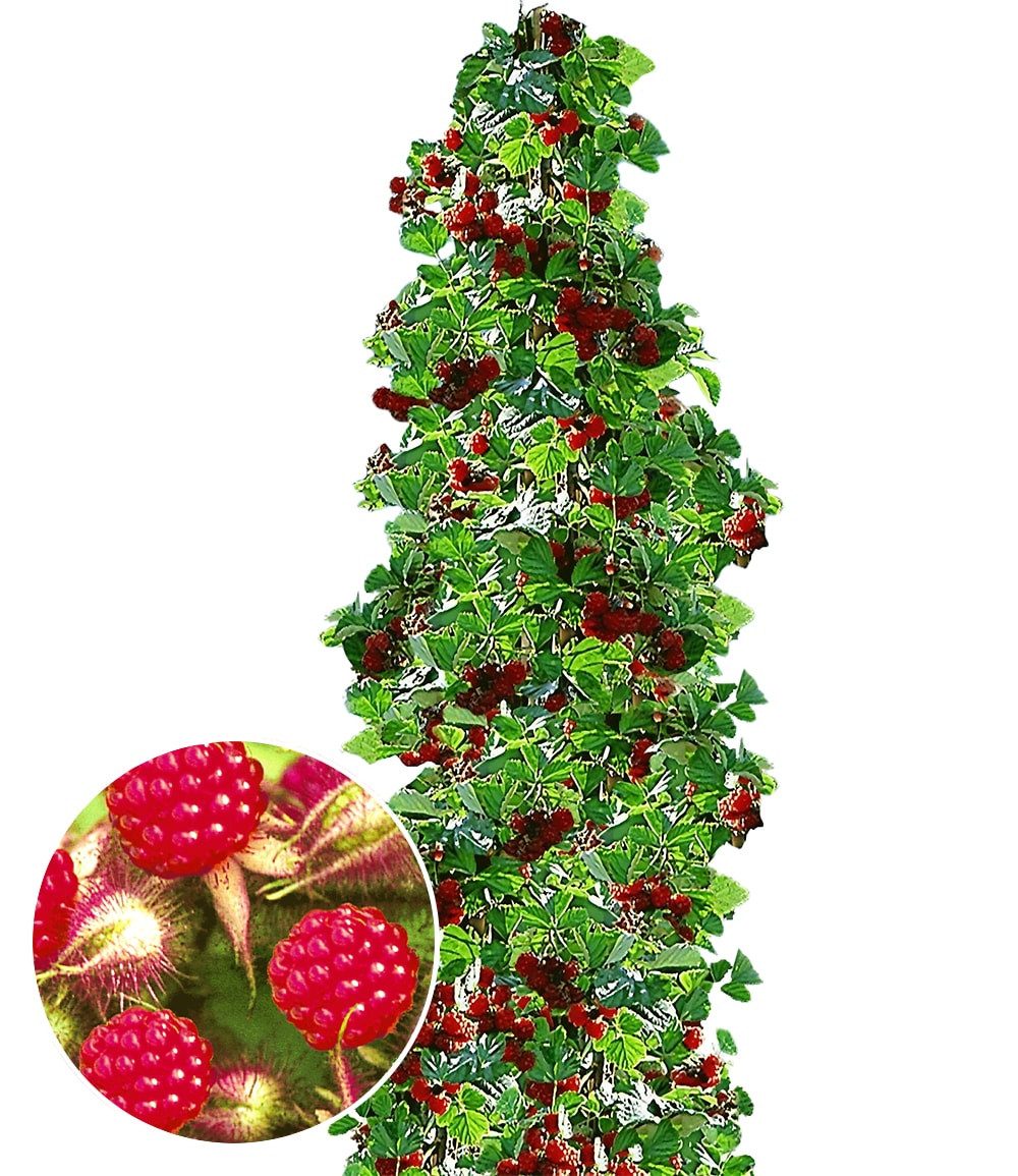 BALDUR Garten Obstpflanze Japanische Säulen-Himbeere, 1 St., Selbstbefruchtend, essbar,winterhart, mehrjährig, pflegeleicht