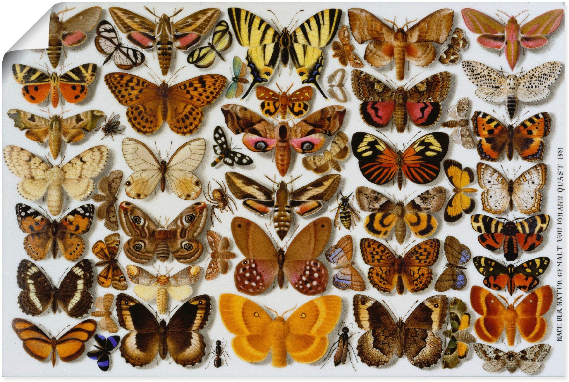 1881, Wandbild Leinwandbild, Insekten St), Poster als versch. Alubild, Artland (1 Wandaufkleber oder Größen Porzellanmalerei. in Schmetterlinge.