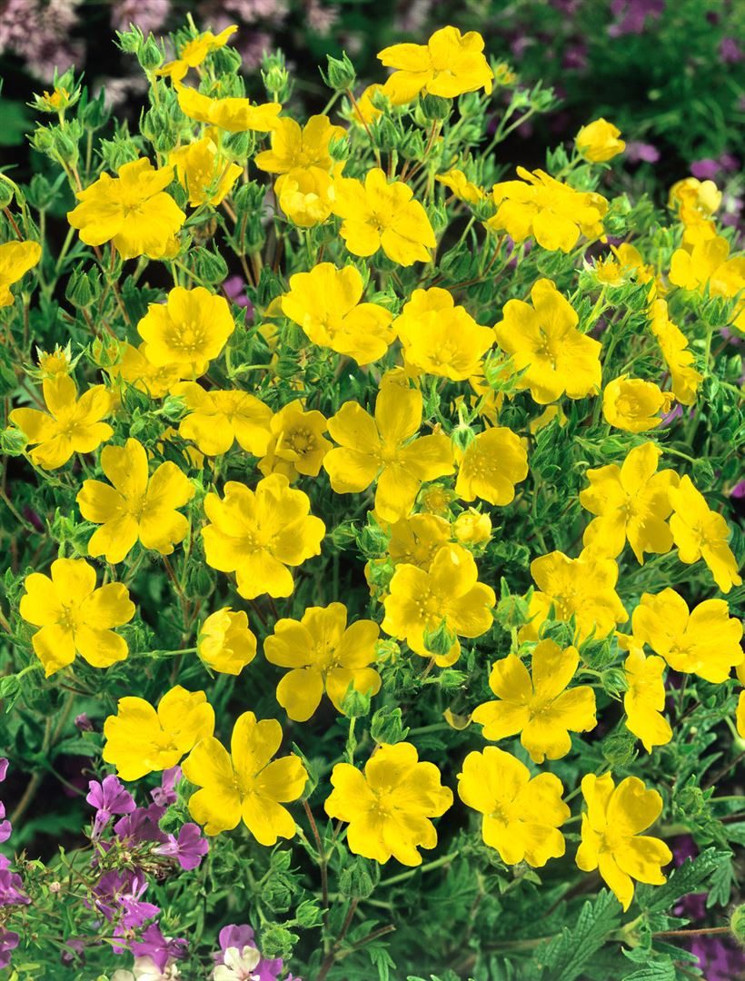 Pflanzen für Dich Bodendecker Potentilla recta, 1 St., Aufrechte Fingerkraut, Steifes Fingerkraut, gelbblühend, trockenheitsresistent