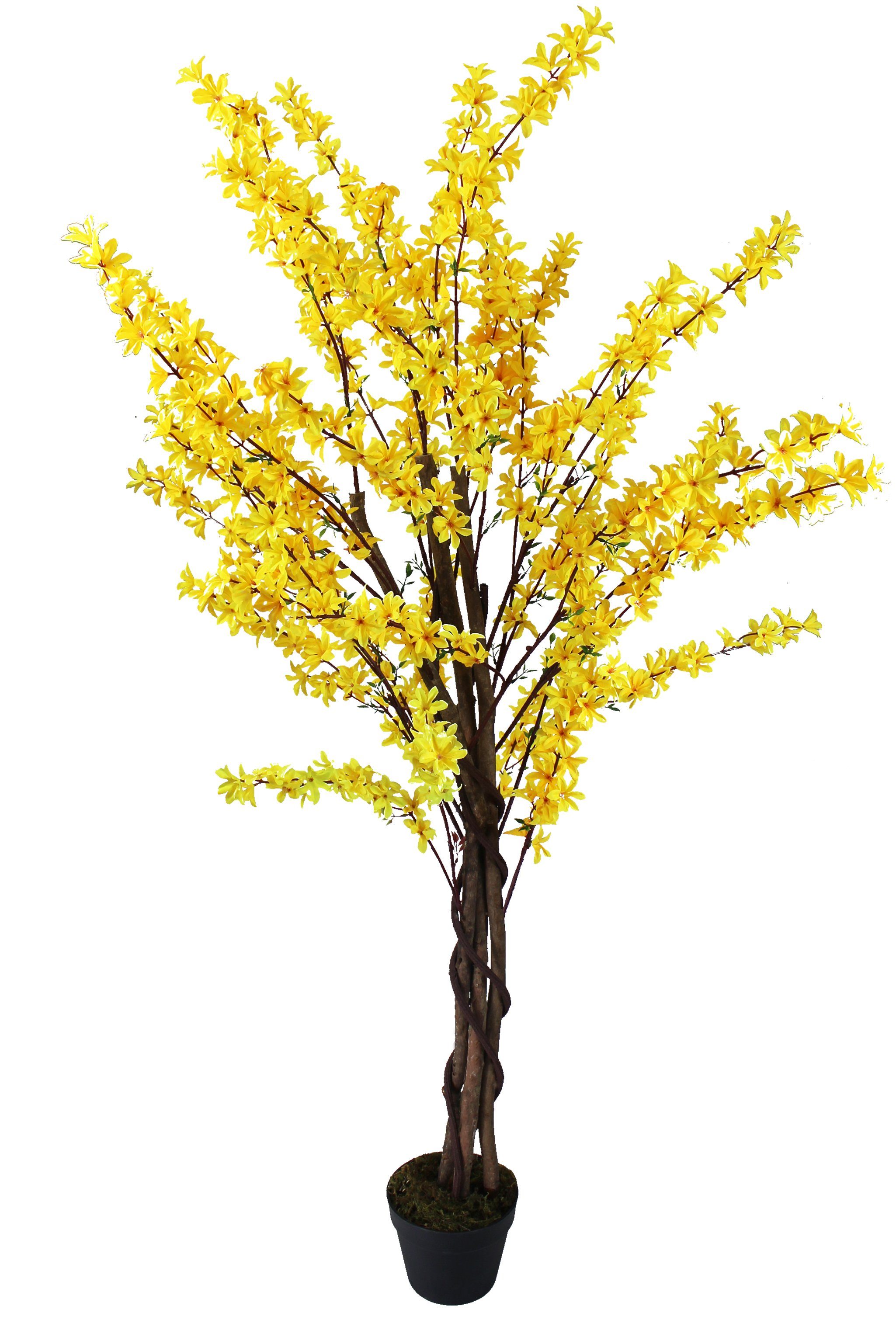 Kunstpflanze künstliche Pflanze Winter Jasmin 160 cm Blütenbaum Winter Jasmin, Arnusa, Höhe 160 cm