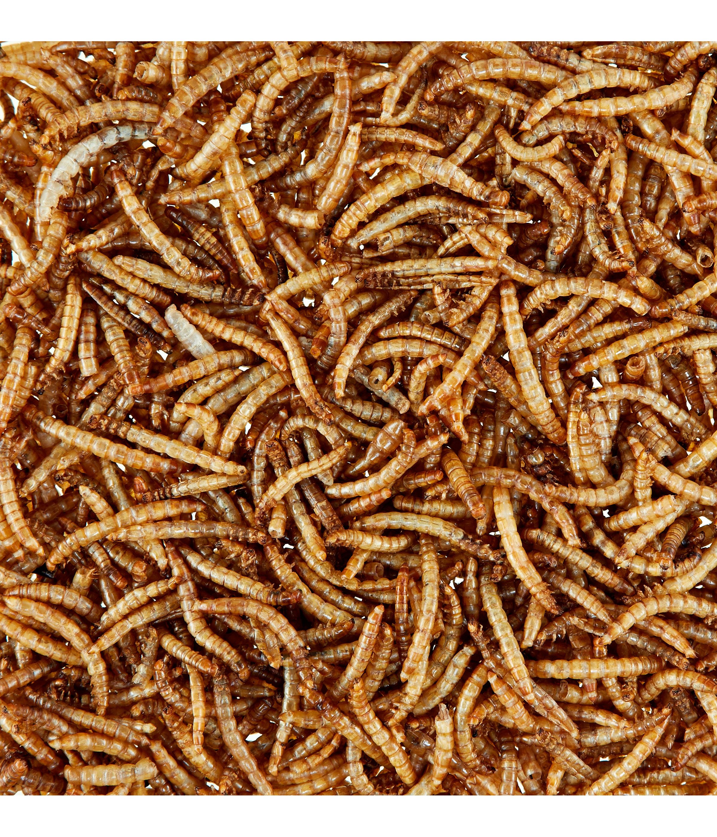 Dehner Wildvogelsnack, getrocknete Mehlwürmer, Ganzjahresfutter proteinreich Mehlwürmer, Snack für: Hamster, Rennmäuse, Zwerghamster, Mäuse, Ratten, Nager, Kleintiere, proteinreich, hochwertiges Vogelfutter für Wildvögel