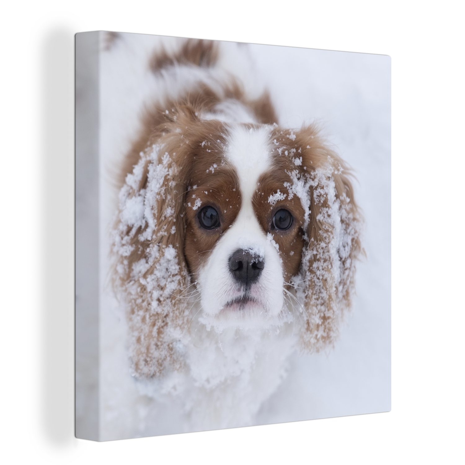 OneMillionCanvasses® Leinwandbild Foto eines Cavalier King Charles Spaniels im Schnee, (1 St), Leinwand Bilder für Wohnzimmer Schlafzimmer