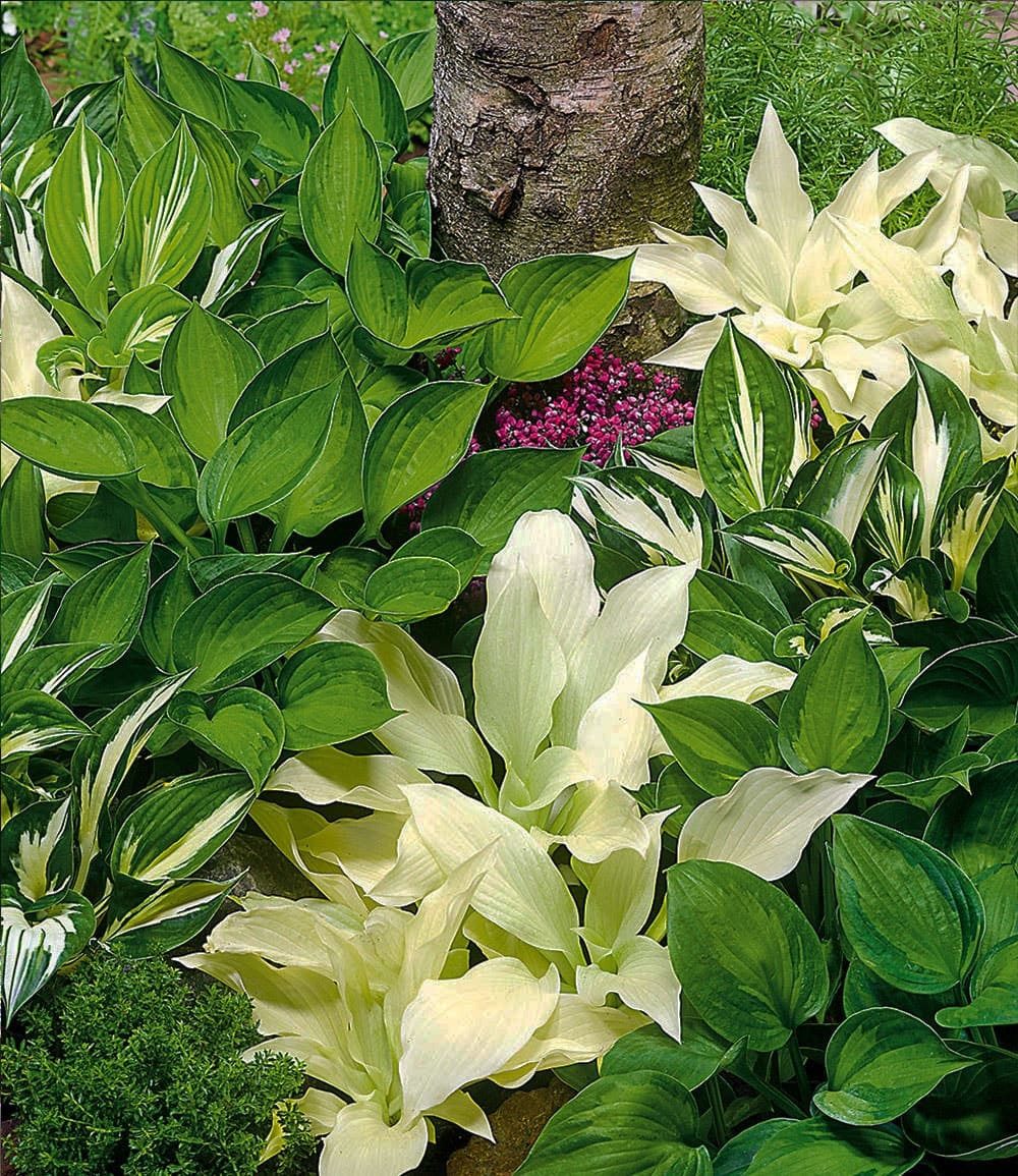 BALDUR Garten Staude Hosta-Mix 'Exklusiv', 3 St., Funkie, winterhart, mehrjährig, pflegeleicht