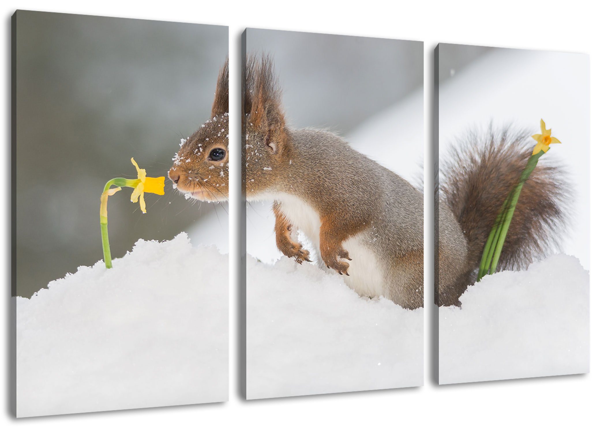 Schnee, im Schnee fertig Zackenaufhänger Eichhörnchen inkl. (120x80cm) im Eichhörnchen St), (1 bespannt, Leinwandbild Pixxprint 3Teiler Leinwandbild