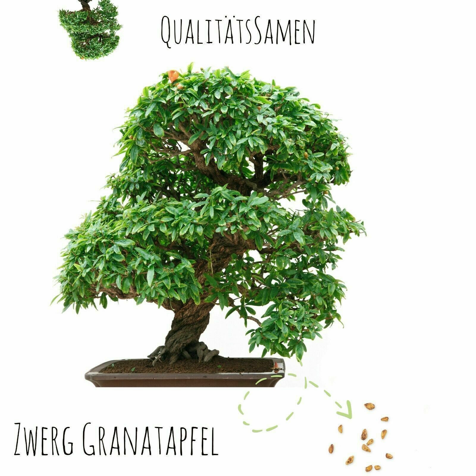 HappySeed Blumensamen Exotische Bonsai Samen mit hoher Keimrate - 5er Set inkl. GRATIS eBook, Bonsai – Bild 4 von 5