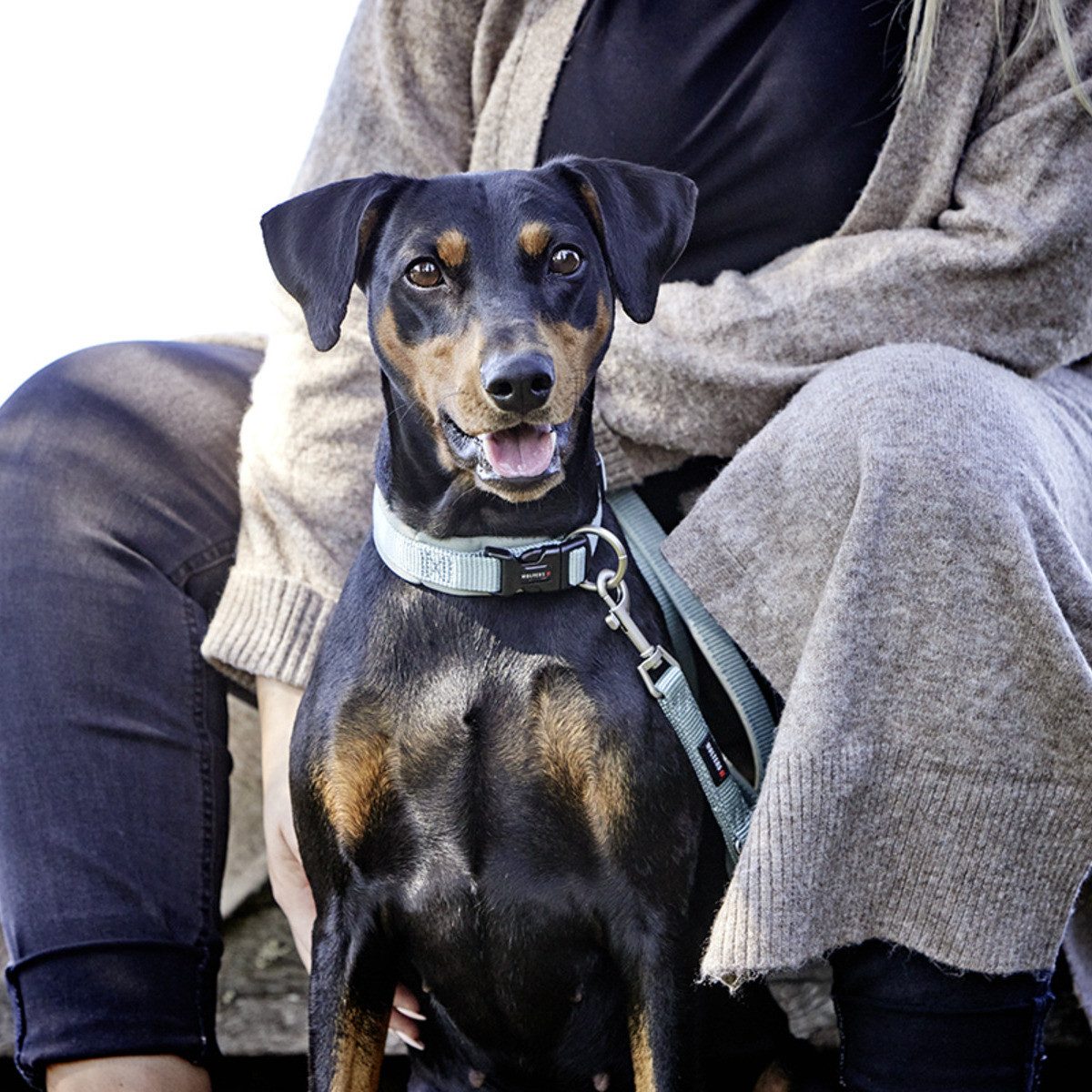 Wolters Hunde-Halsband Halsband Professional Comfort salbei grün