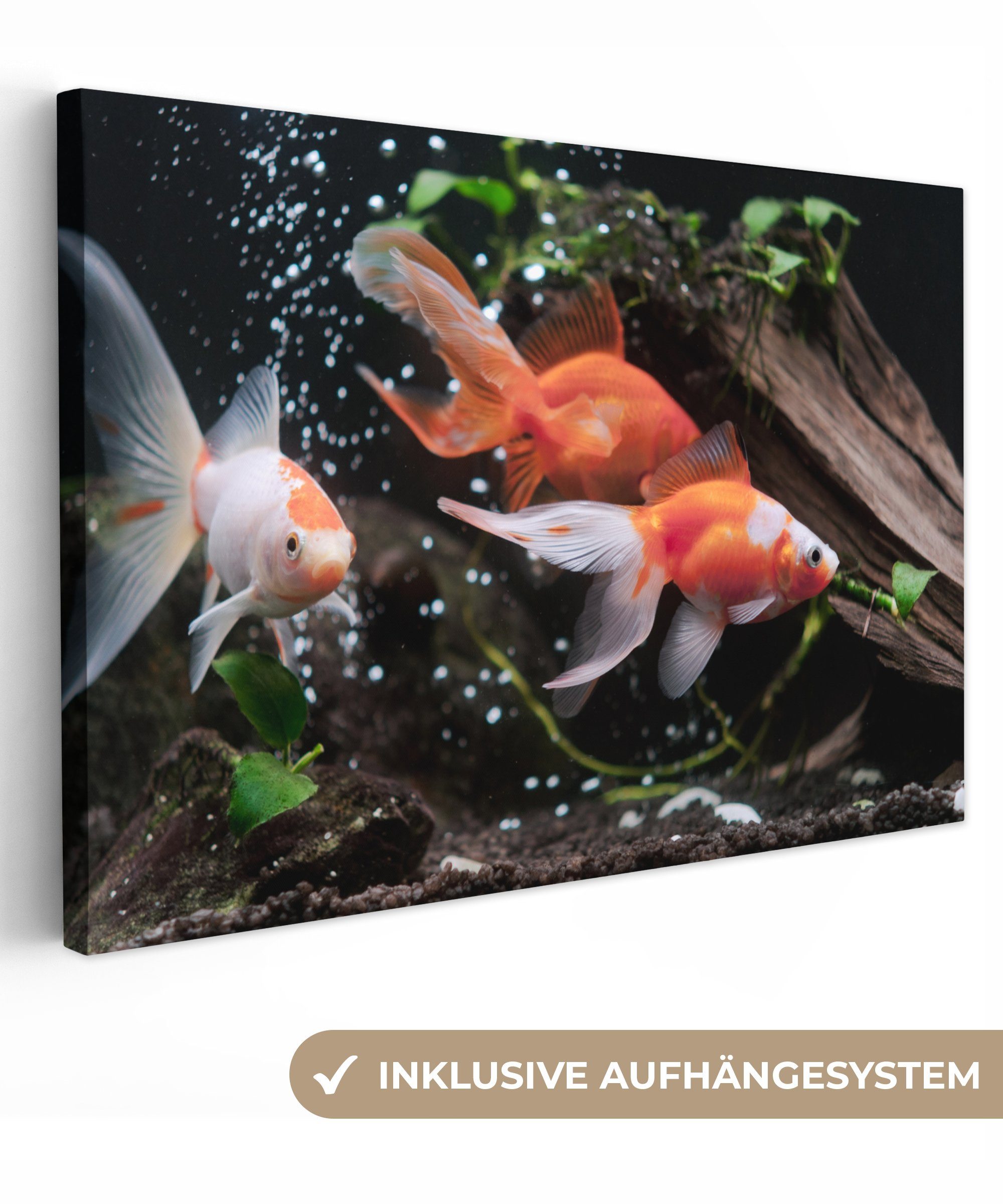 OneMillionCanvasses® Leinwandbild Tiere - Goldfisch - Wasser, (1 St), Wandbild Leinwandbilder, Aufhängefertig, Wanddeko, 30x20 cm