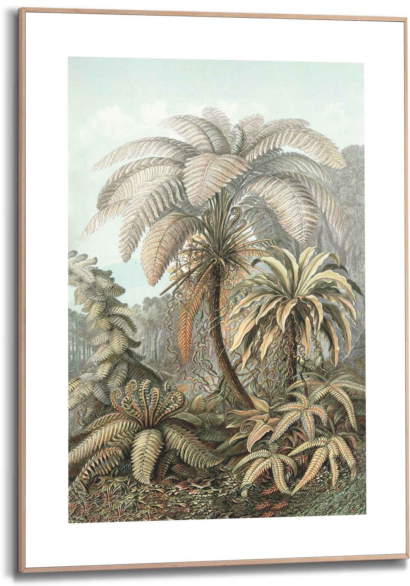 Bild Reinders! Dschungel Haeckel - Pflanzen - (1 Ernst St) - Filicina Gerahmtes Bild Botanisch Palmen,