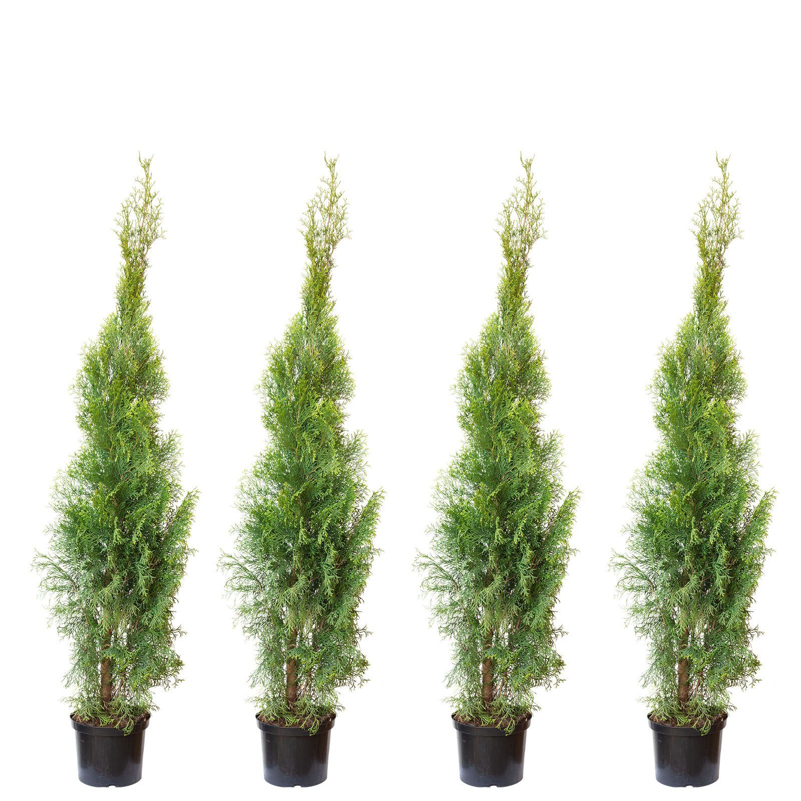 Flowerbox Hecken 4er-Set Lebensbaum "Smaragd" C5 - Thuja occidentalis smaragd, - Höhe ca. 100-120 cm. € 110,79