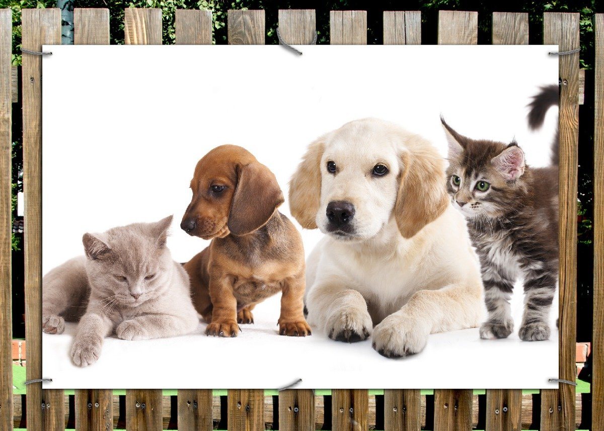 Thumbnail - Wallario Sichtschutzzaunmatten Hundewelpen und Katzenjunge