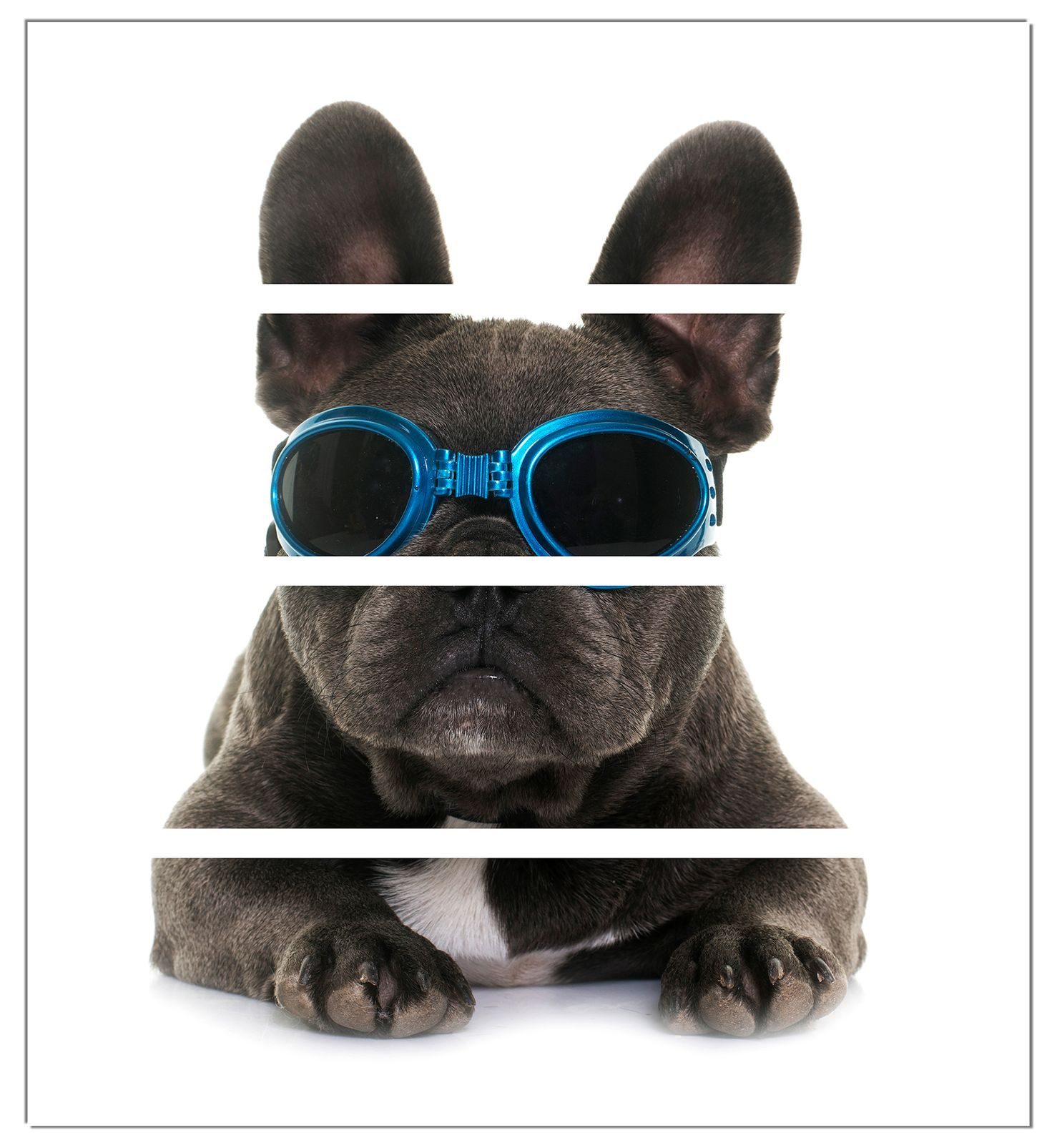 Wallario Möbelfolie Cooler Hund mit Sonnenbrille in blau - Französische Bulldogge