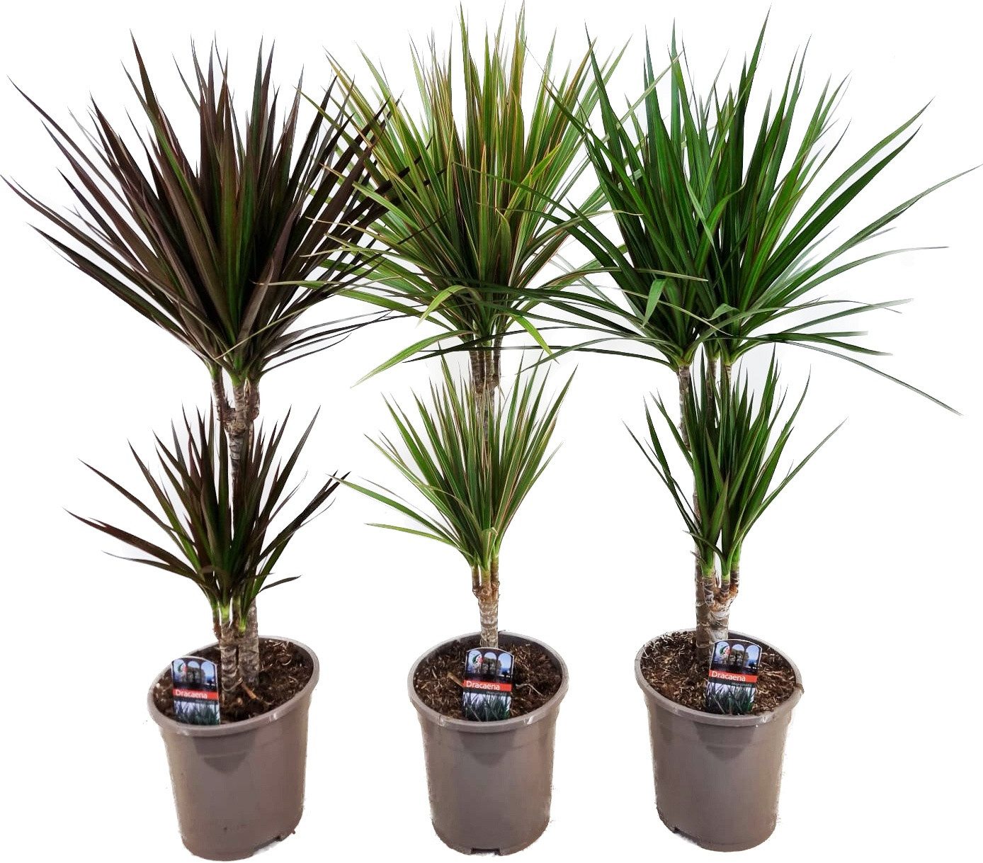 meinvipshop Zimmerpflanze Drachenbaum Dracaena 3er Set 70cm XXL
