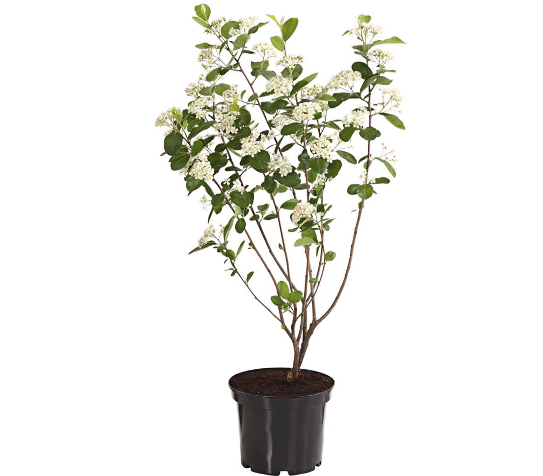 Dehner Zierstrauch Apfelbeere Aronia Aron, ca. 40-60 cm, 3 l Topf, mehrjähriger, ertragreicher Beerenstrauch, insektenfreundlich
