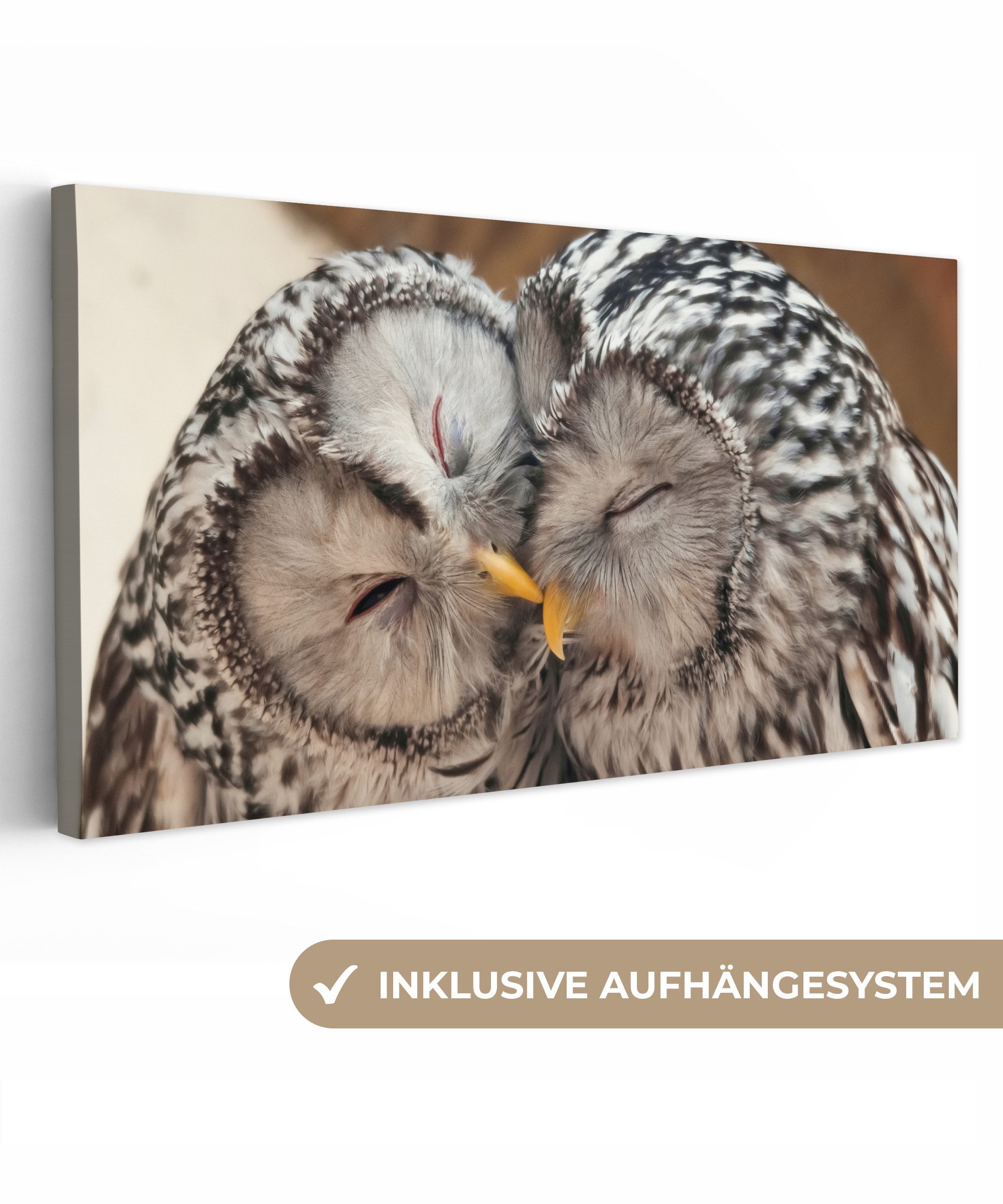 OneMillionCanvasses® Leinwandbild Panorama Eulen - Vögel - Schnabel - Famil günstig online kaufen