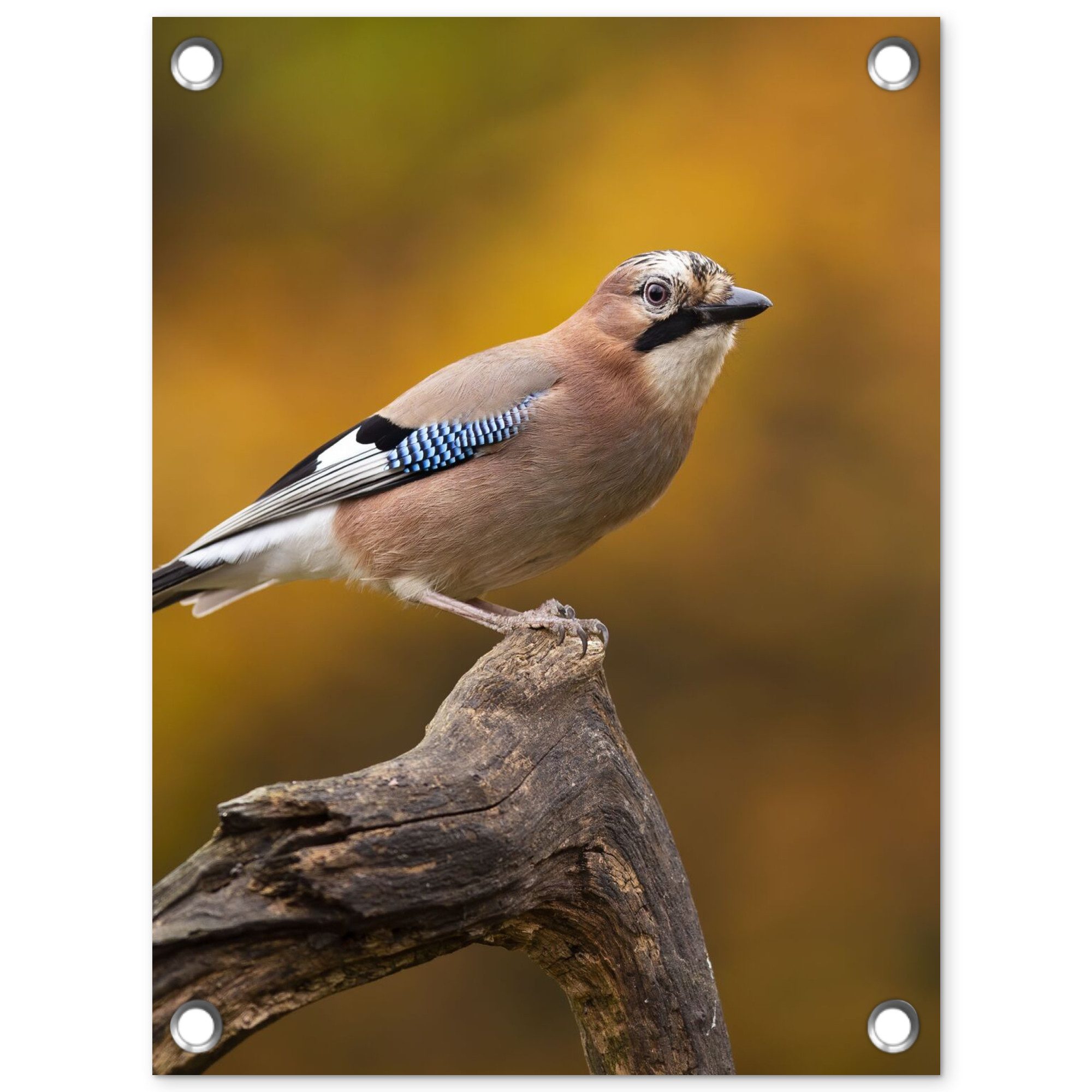OnlyWow Poster für Garten Vogel - Zweig - Eichelhäher, Gartenposter, Outdoor Bilder, Gartendeko für draußen, 30x40 cm