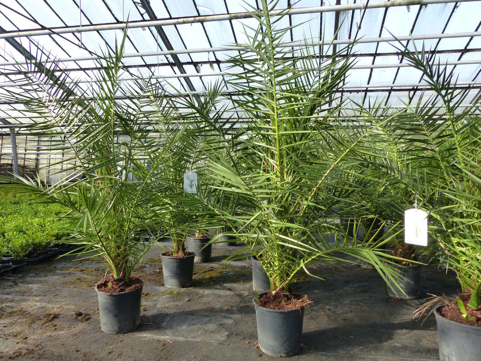 gruenwaren jakubik Baum Palme 90-120 cm, Phoenix canariensis, kanarische Dattelpalme – Bild 4 von 5
