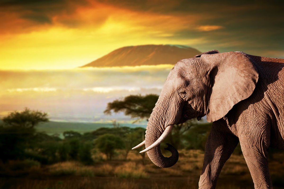 Papermoon Fototapete Elefant von Kilimanjaro
