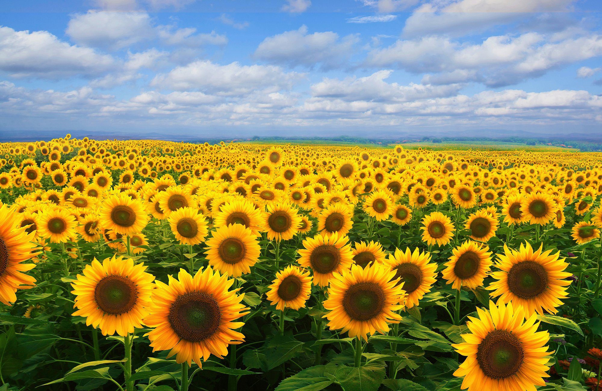 Papermoon Fototapete SONNENBLUMEN-BLUMEN FELD PFLANZE DEKOR NATUR MUSTER