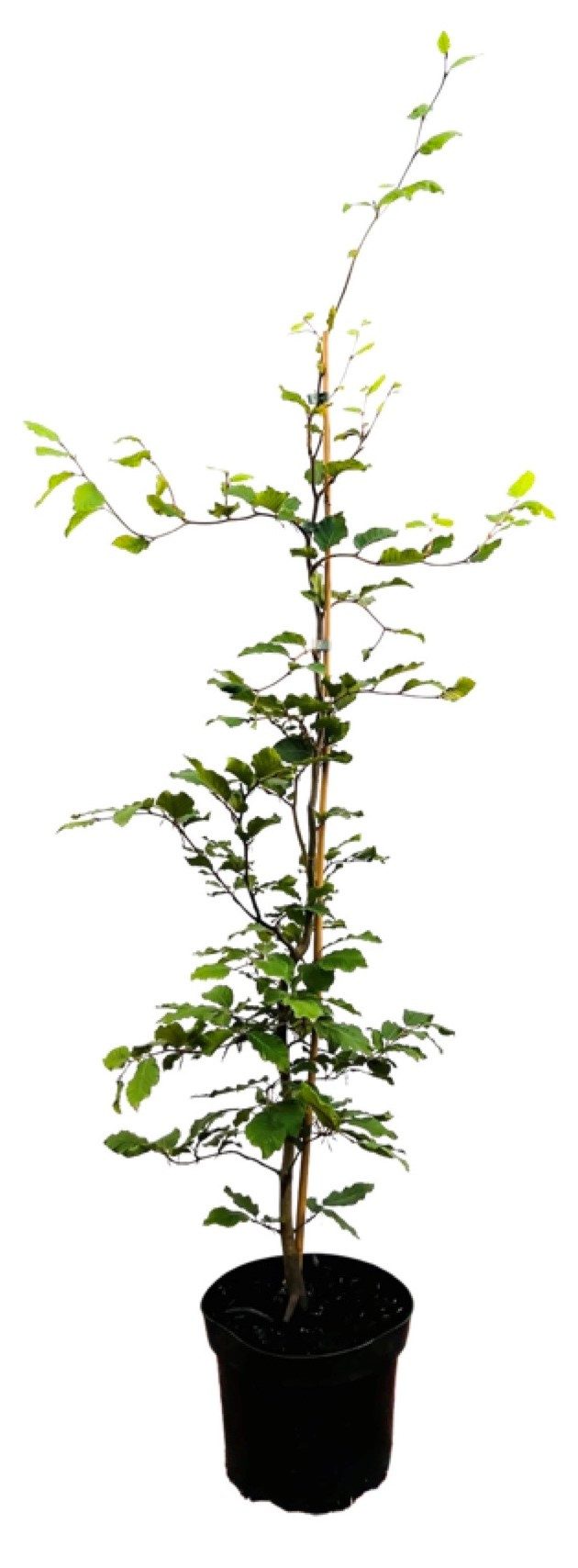 Pflanzen für Dich Baum Fagus sylvatica, 1 St., Rotbuche, Gemeine Buche, Europäische Buche, glänzend, herbstfärbung