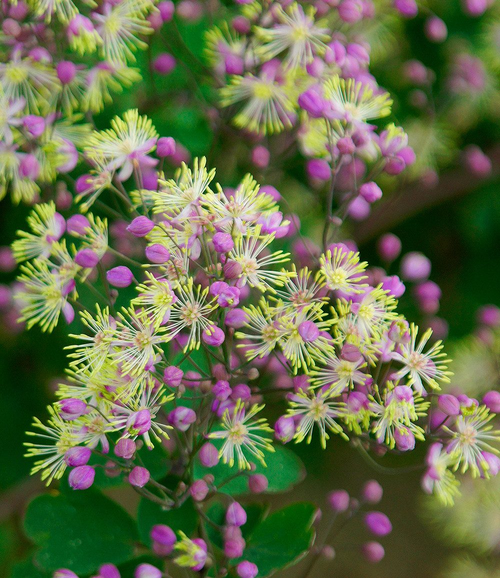 BALDUR Garten Staude Thalictrum 'Anne', 1 St., Wiesenraute,winterhart, filigrane Blütenrispen, robust